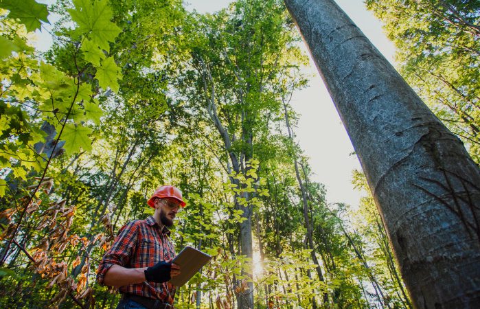 foret plan aménagement
